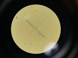 Dacrymyces chrysospermus