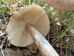 Amanita spadicea