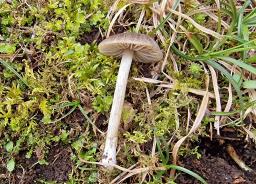 Entoloma plebeioides