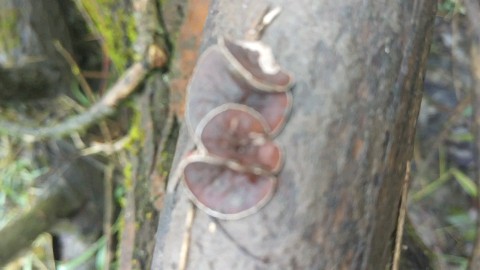 Schizophyllum amplum