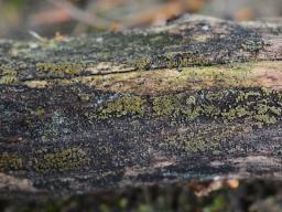 Neodasyscypha cerina