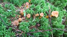 Craterellus lutescens