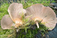 Sarcomyxa serotina