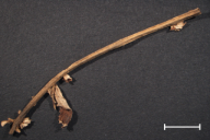 Triphragmium ulmariae