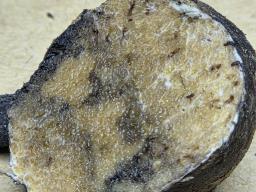 Octaviania asterosperma