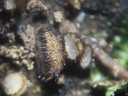 Wilcoxina gregaria
