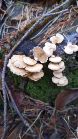 Panellus stipticus