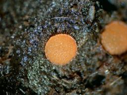 Cheilymenia dennisii