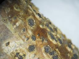 Melogramma campylosporum
