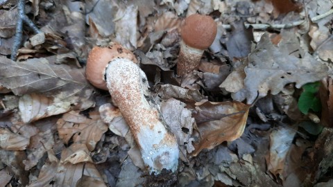 Leccinum quercinum
