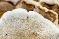Trametes versicolor