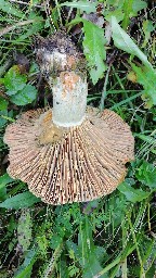 Lactarius deliciosus