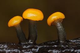 Vibrissea truncorum