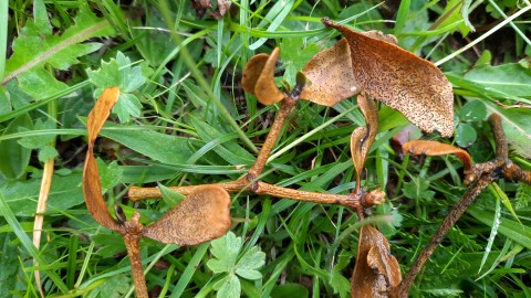 Botryosphaeria visci