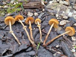 Pholiotina teneroides