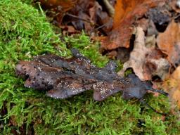 Incrucipulum ciliare