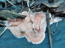 Rhodonia placenta