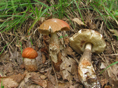 Leccinum quercinum