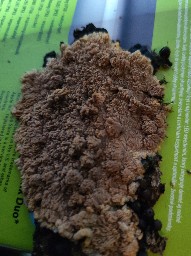 Phlebia radiata