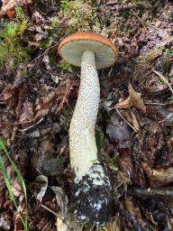 Leccinum aurantiacum