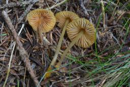 Mycena aurantiomarginata
