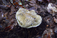 Tricholoma sejunctum