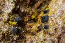 Navicella pileata