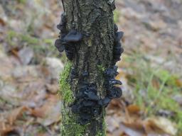 Exidia glandulosa