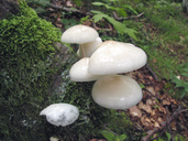 Mucidula mucida