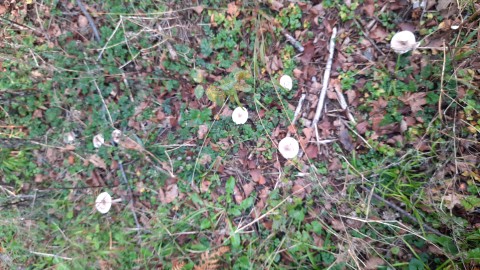 Macrolepiota mastoidea