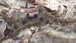 Diatrype bullata