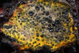 Camaropella lutea