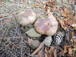 Tricholoma colossus