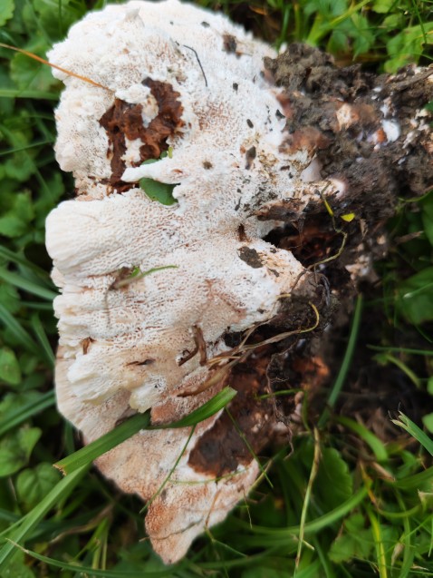 Abortiporus biennis