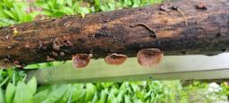 Schizophyllum amplum