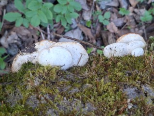 Trametes suaveolens