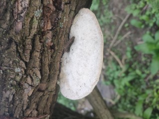 Trametes suaveolens