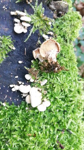Panellus stipticus