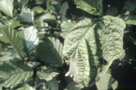 Taphrina tosquinetii