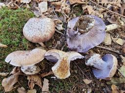 Phlegmacium glaucopus