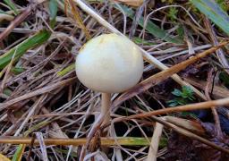 Protostropharia semiglobata