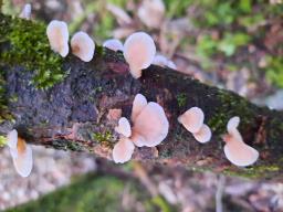 Panellus mitis