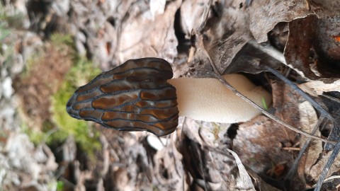 Morchella semilibera