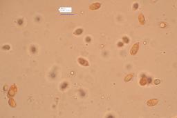 Mycena aetites