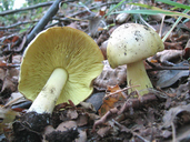 Tricholoma equestre