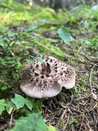 Sarcodon imbricatus