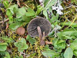 Panaeolus ater