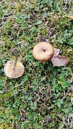 Armillaria mellea