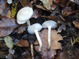 Cuphophyllus russocoriaceus
