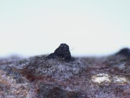 Juglanconis juglandina